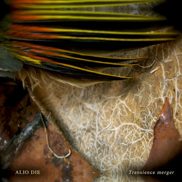 Transience Merger 封面