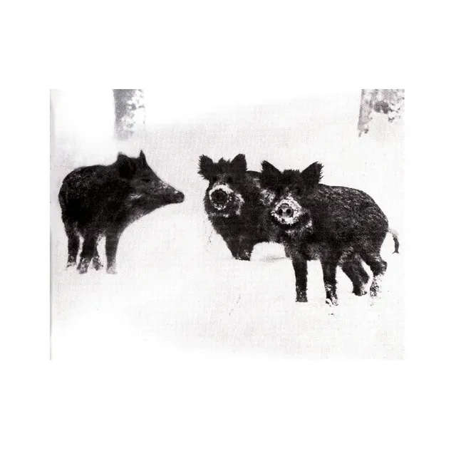 Naked Pigs cover