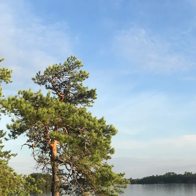 Midnight Sun 1 封面