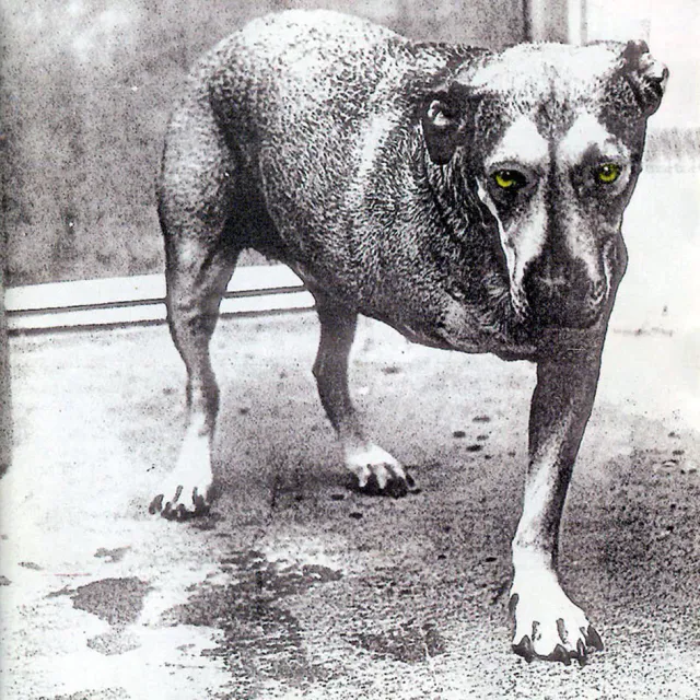 Alice in Chains 封面